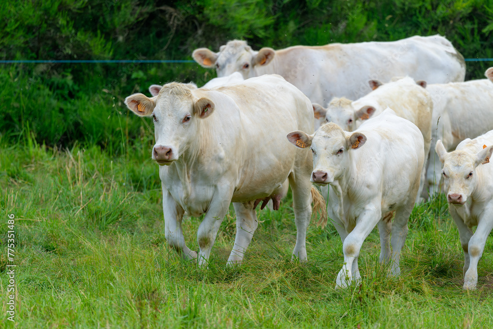 Troupeau de vaches blanches charolaises qui courent dans un pré en Auvergne Troupeau de vaches blanches charolaises qui courent dans un pré en Auvergne