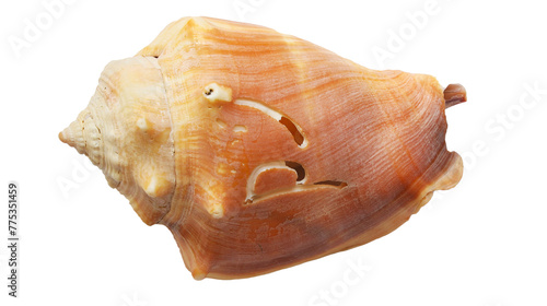 Cracked Sea Shell Isolated on a White Background