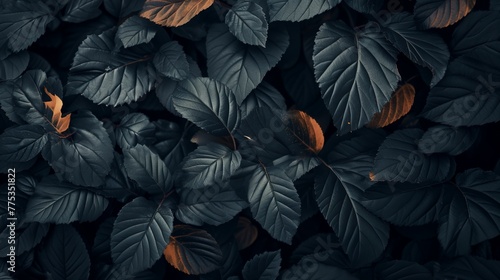 macro close-up photo of lush dark black tree or bush leaves filling the entire frame photo