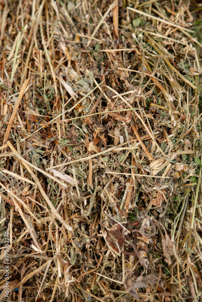 Alfalfa hay for animal feed or mulch. Hay bale prepared for storage. Close-up.