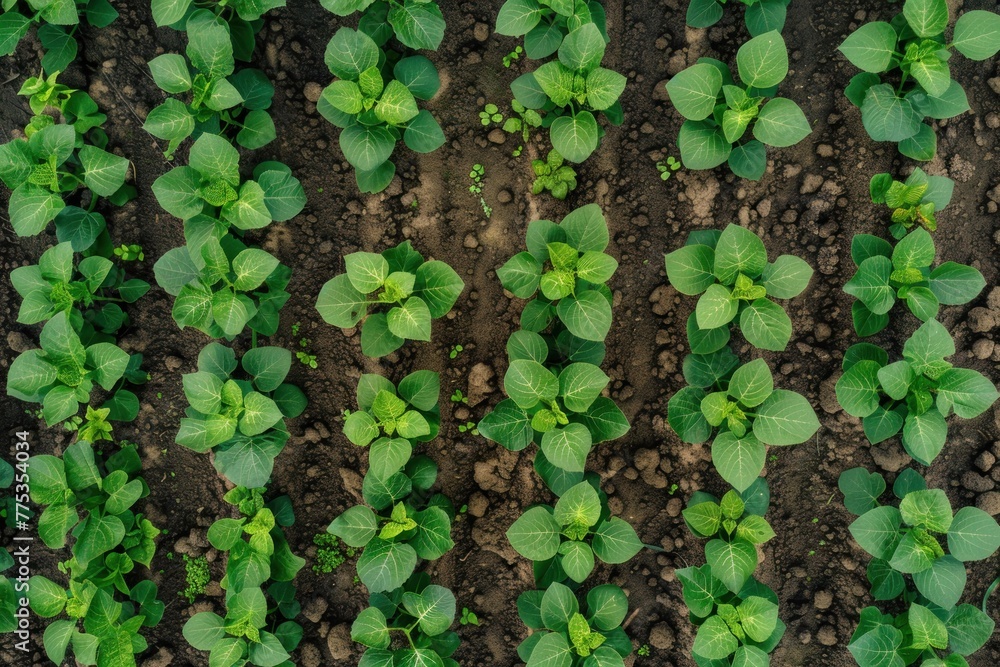 planted soy top view background planted soy top view background