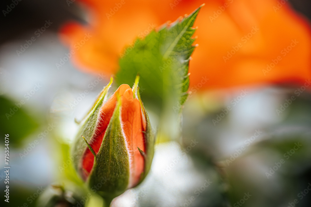 Rose buds on a branch in spring Rose buds on a branch in spring