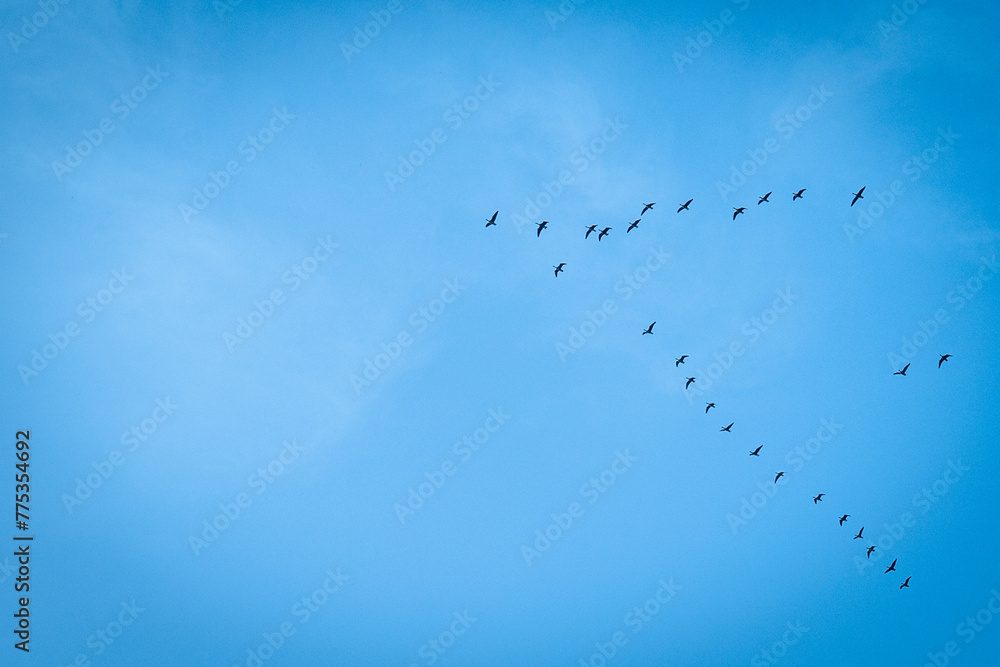Bird migration in the background of a blue sky