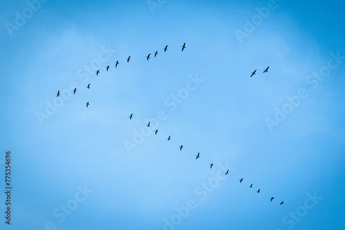Bird migration in the background of a blue sky