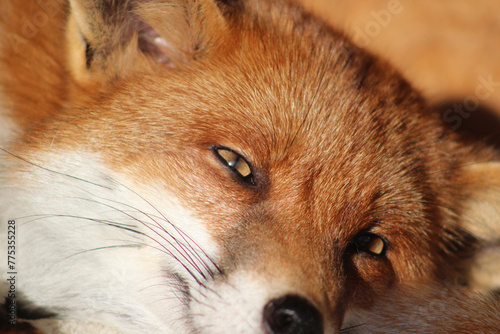 red fox, close up, zoom, wildlife, british wildife, 