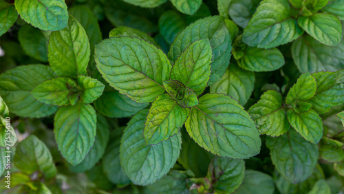 Background of juicy mint leaves. Mentha piperita mint leaves are used in horticulture for spicy gardens, compositions with perennials photo