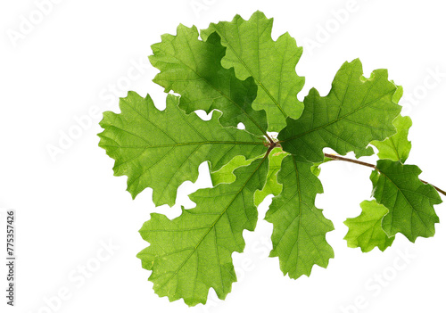 Young oak leaves on branch, green foliage isolated on white background
