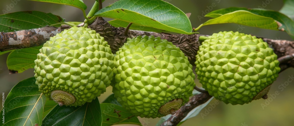 Close-up of three green fruits on a tree branch, with leaves in the foreground and a blurred background Close-up of three green fruits on a tree branch, with leaves in the foreground and a blurred background
