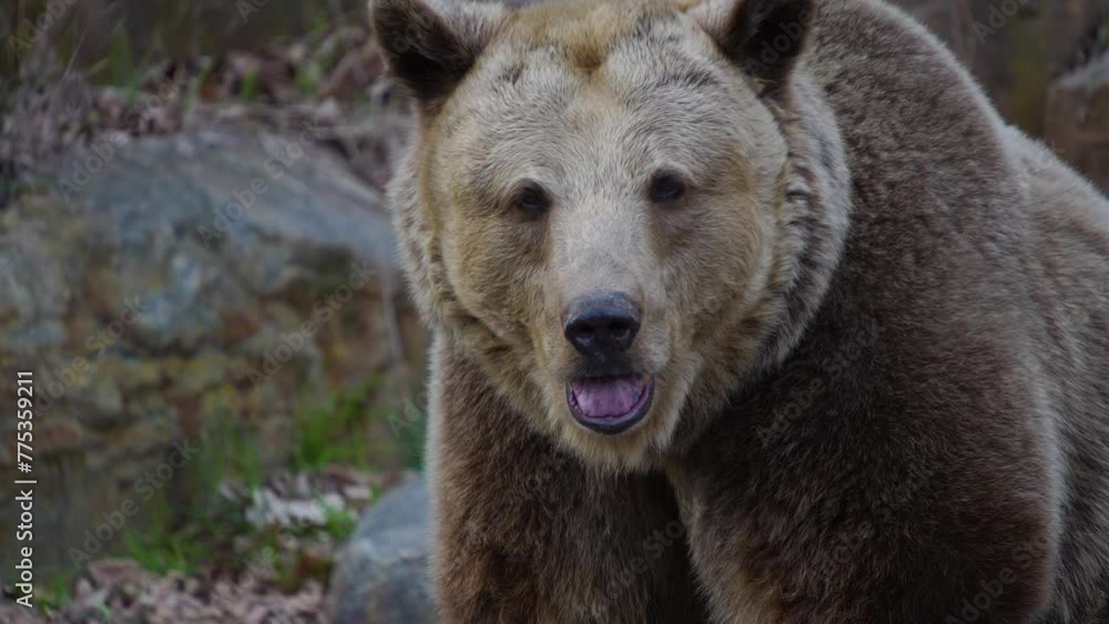 Close up of a grizzly bear standing on a rock and looking around on a sunny day Close up of a grizzly bear standing on a rock and looking around on a sunny day