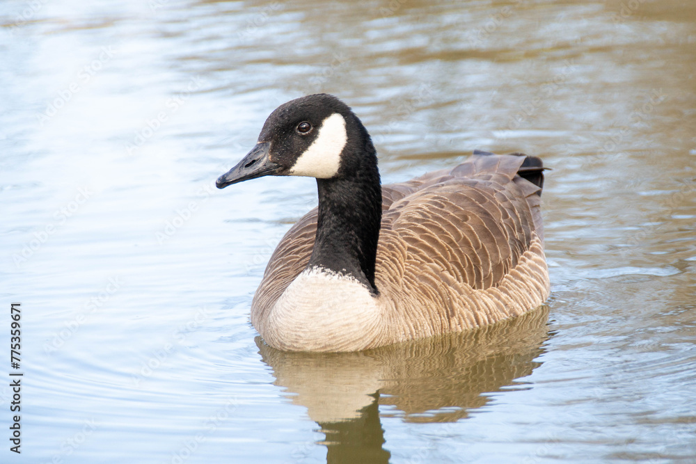 Canadian geese, Branta canadensis on the lake. Canadian geese, Branta canadensis on the lake.