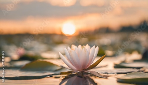 water lily