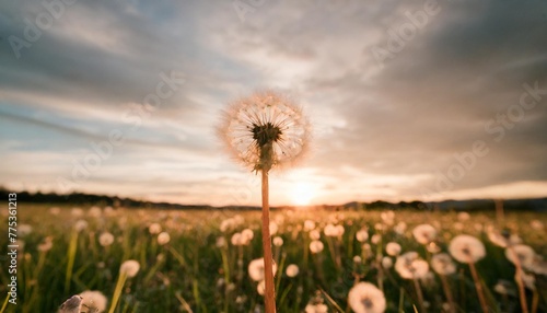 dandelion to sunset freedom to wish photo