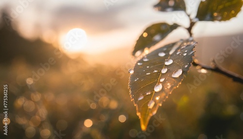 une feuille avec des goutes d eau dans la nature