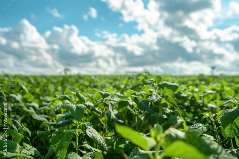 soybeans field, farming concept background soybeans field, farming concept background