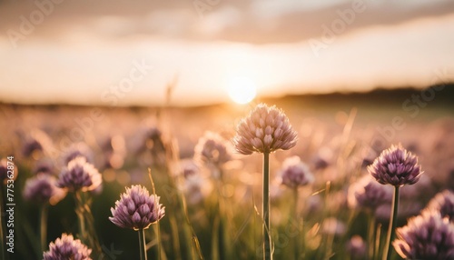chives blooming at sunset purple nature background photo