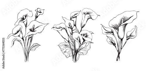 Set of calla lilies hand drawn sketch in doodle style illustration