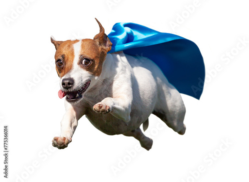 Happy Flying Jack Russell Terrier Puppy Dog with Blue Cape Flying Up in The Air. Transparent  PNG.