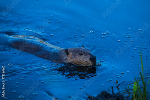 Scene of a beaver (Castor) in Hinton Town, Alberta, Canada.