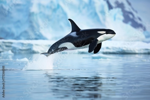 World Oceans Day Save Environment Concept, orca wales jumping out of sea surface