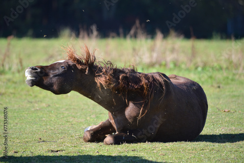 Horse shaking in the pasture