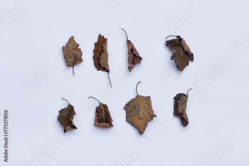 Dried patchouli leaf oil ingredient on isolated white background © Semoga