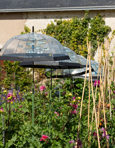 a row of clear umbrellas over garden plants