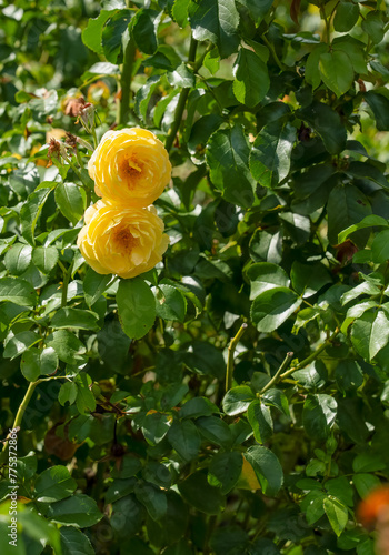 close-up of a pair of Rosa Golden Celebration yellow shrub roses, Wilts UK