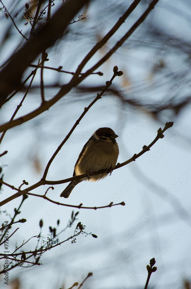 Sparrow on a branch Sparrow on a branch
