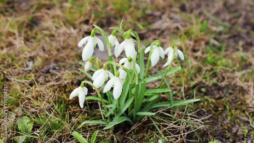 Snowdrops close up in the garden