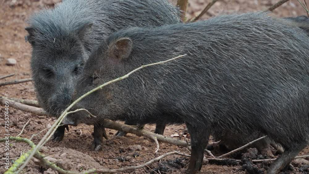 Close view of a peccary pigs family walking around mud Close view of a peccary pigs family walking around mud