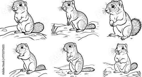 Uinta Ground Squirrel coloring page and outline vector design