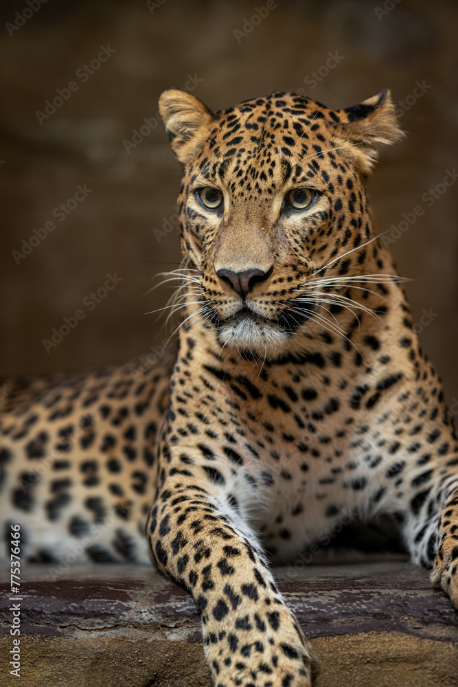 Close-up of the head of a Ceylon leopard observing the surroundings. Close-up of the head of a Ceylon leopard observing the surroundings.