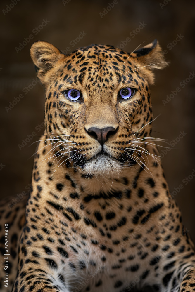 Ceylon leopard head detail with blue eyes.