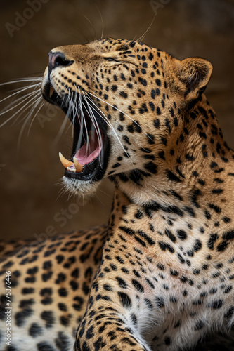 Close-up of the head of a Ceylon leopard calling. photo