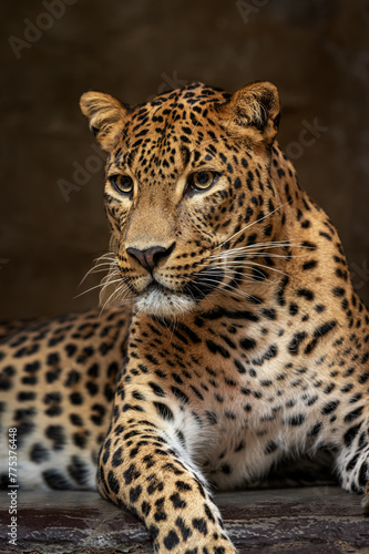 Close-up of the head of a Ceylon leopard observing the surroundings.