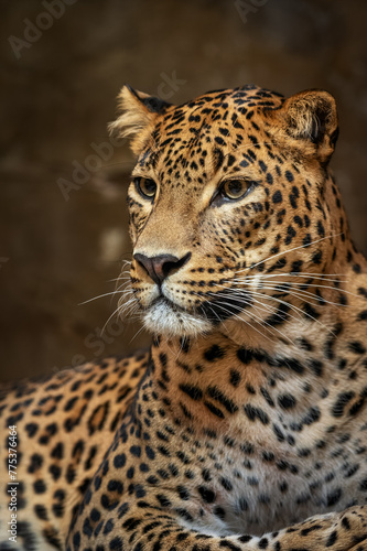Close-up of the head of a Ceylon leopard observing the surroundings. © lapis2380