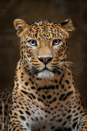 Ceylon leopard head detail with blue eyes.