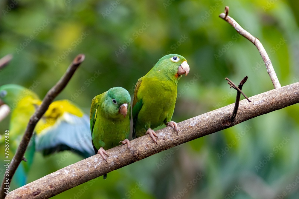 Pair of orange-chinned parakeets, Brotogeris jugularis, on a branch