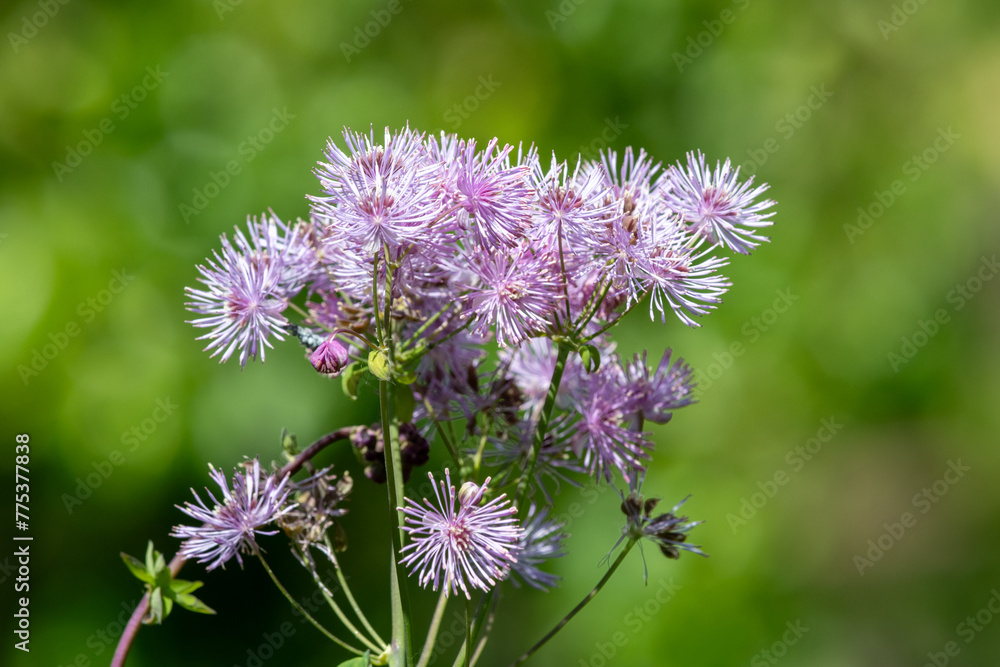 Close up of greater meadow rue (thalictrum aquilegiifolium) flowers in bloom Close up of greater meadow rue (thalictrum aquilegiifolium) flowers in bloom