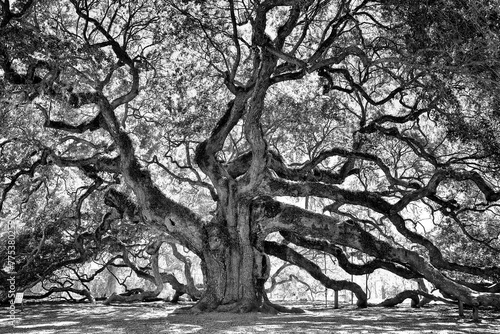 Beautiful Angel Oak Tree in black and white