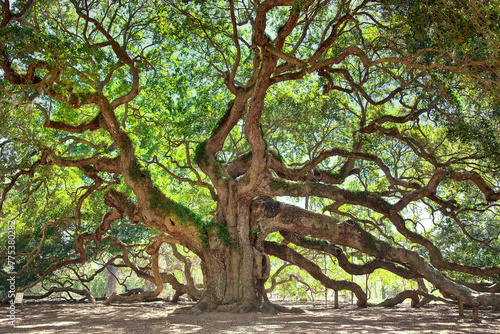 Massive Angel Oak Tree in summer