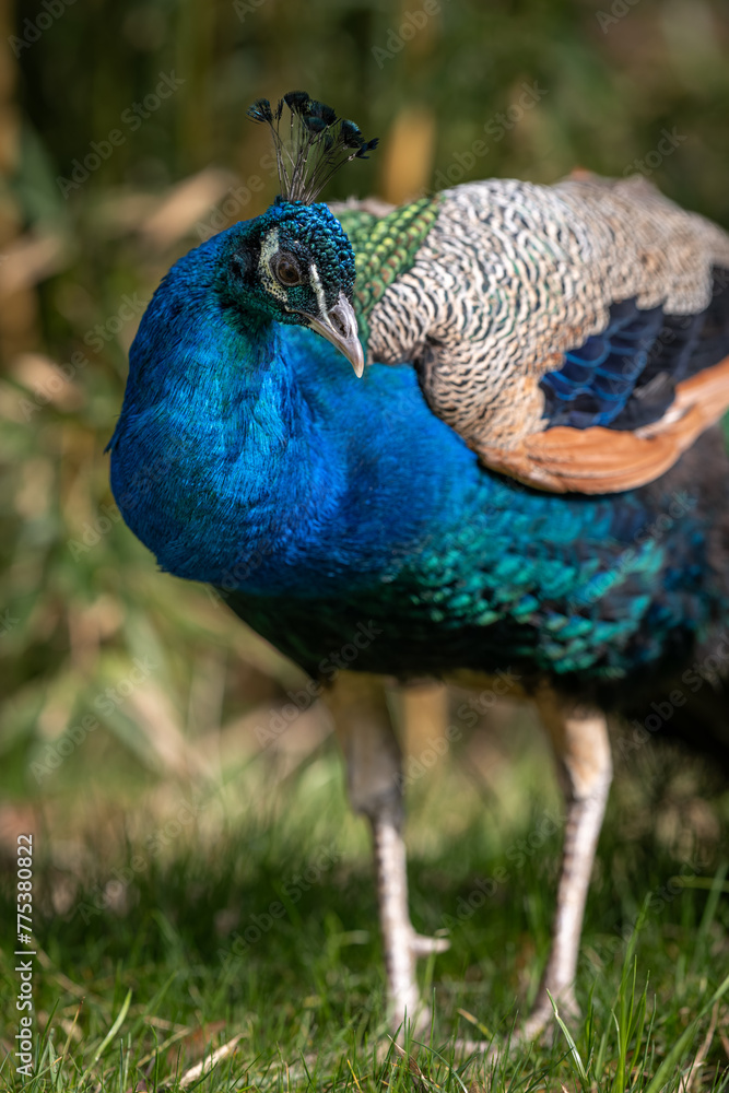 Fototapeta premium Crowned peacock outdoors in nature.