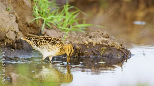 Common snipe, also known as Gallinago gallinago in wetland and marsh at Chobe National Park, Botswana, South Africa.  photo