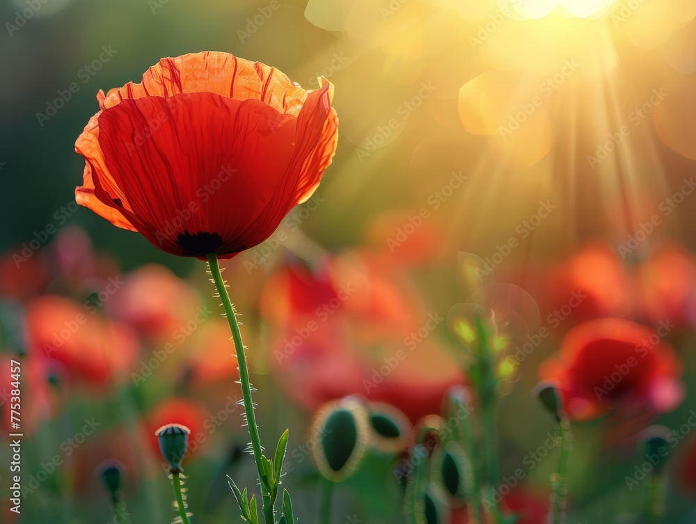 Obraz premium Red Poppy in Sunlight