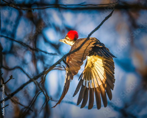 Pileated Woodpecker.  A blackbird with big red crown, opening wings, flying through forest, in the sunshine of winter afternoon..