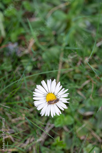 A small pollinating bee on a daisy flower.