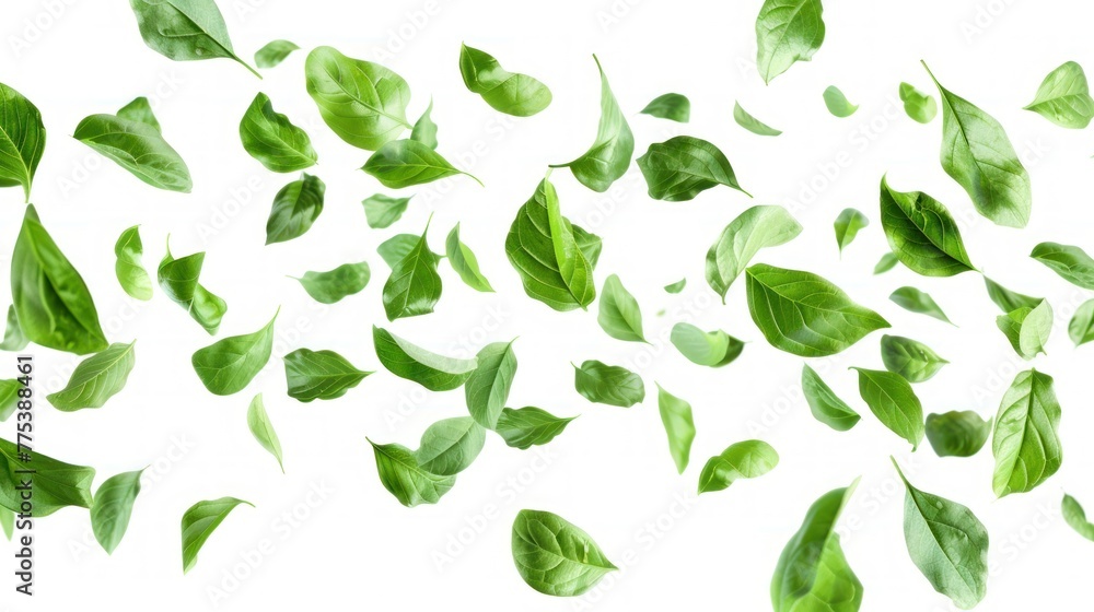 Drifting green leaves on white background. banner, copy space