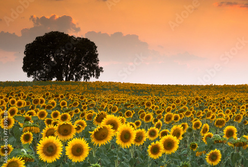 Sunflower Field at Sunset in Guadalajara, Spain