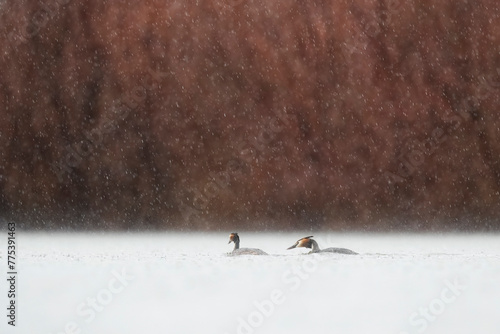 Snowy courtship dance of great crested grebes on a serene lake photo