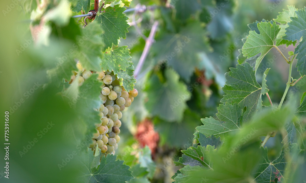 First harvest of white and muscat grapes in Villarrobledo First harvest of white and muscat grapes in Villarrobledo